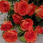 BS Orange Roses Branchues d'Equateur Ethiflora